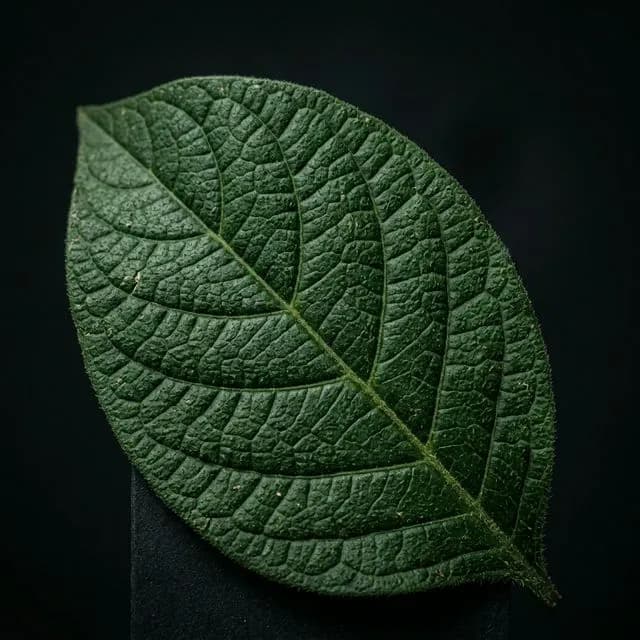 Kashmiri medicinal flora